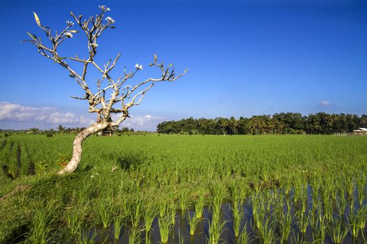 Rice Planting in Bali island, Indonesia.