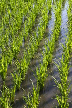 Rice Planting in Bali island, Indonesia.