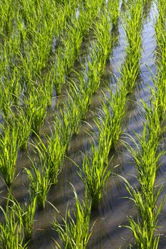 Rice Planting in Bali island, Indonesia.