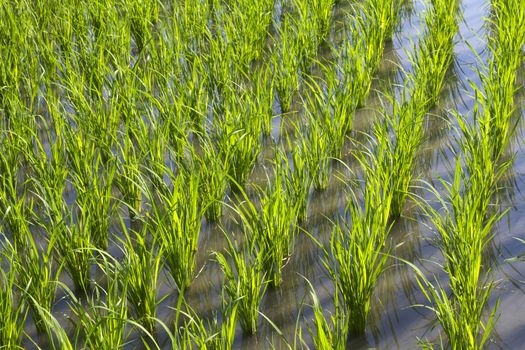 Rice Planting in Bali island, Indonesia.