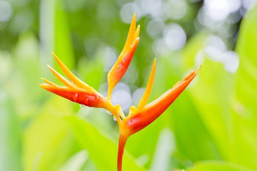 Beautiful blooming flowers orange color