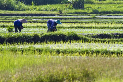 Rice Planting in Bali island, Indonesia.