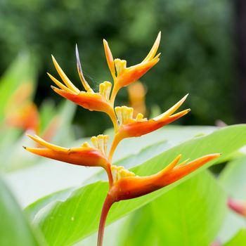 Beautiful blooming flowers orange color