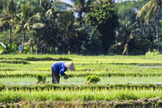 Rice Planting in Bali island, Indonesia.