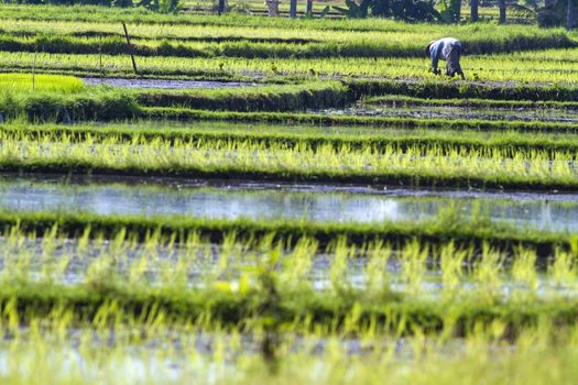 Rice Planting in Bali island, Indonesia.