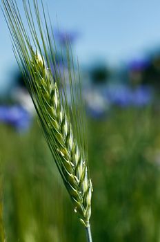 Barley spike on the blue and green bacgraund