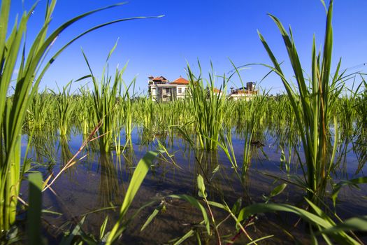 Rice Planting in Bali island, Indonesia.