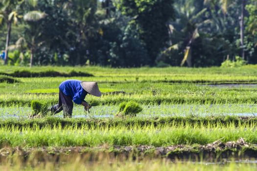 Rice Planting in Bali island, Indonesia.