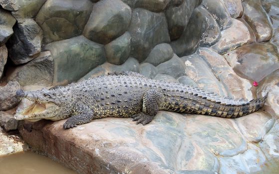 Nile crocodile lying on the rocks,  in the sun.