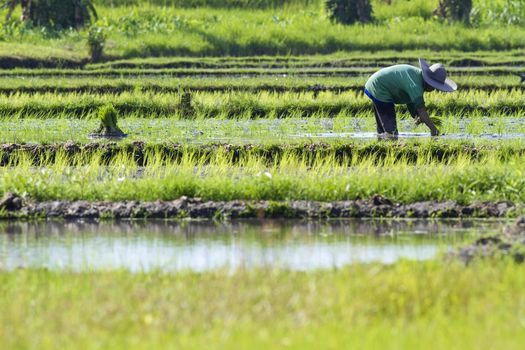 Rice Planting in Bali island, Indonesia.