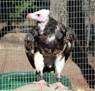 Close up of an american bald eagle on  the ground