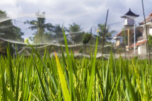 Rice Planting in Bali island, Indonesia.