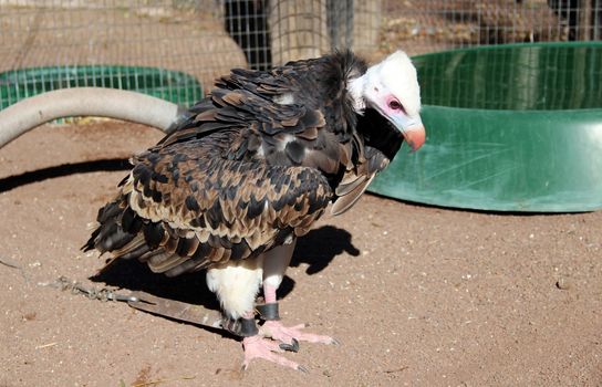 Close up of an american bald eagle on  the ground