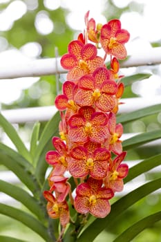 Orchid flower