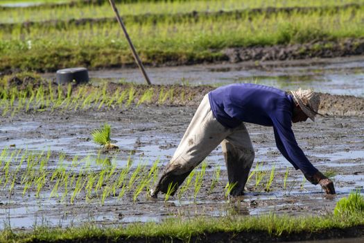 Rice Planting in Bali island, Indonesia.
