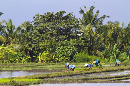 Rice Planting in Bali island, Indonesia.