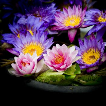 Lotus multicolored. Many colorful lotus flowers in earthen basins