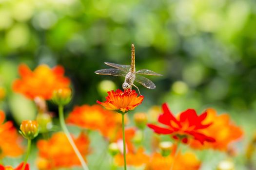 Dragonfly wings