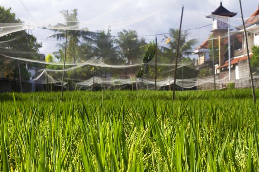 Rice Planting in Bali island, Indonesia.