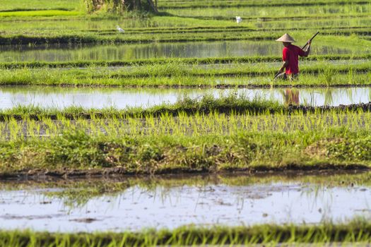 Rice Planting in Bali island, Indonesia.