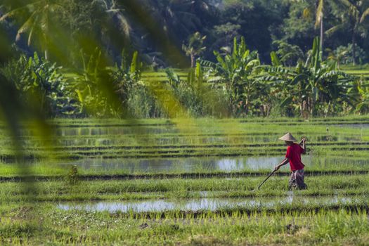 Rice Planting in Bali island, Indonesia.
