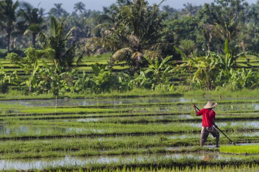 Rice Planting in Bali island, Indonesia.