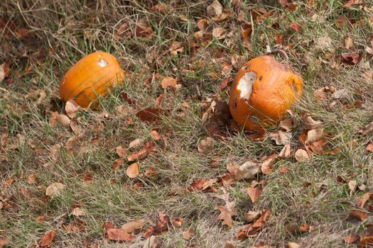 Halloween Pumpkin Patch field eaten by animals