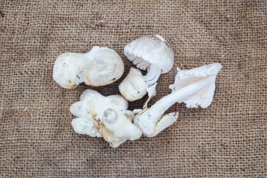 eatable mushrooms on gunnysack