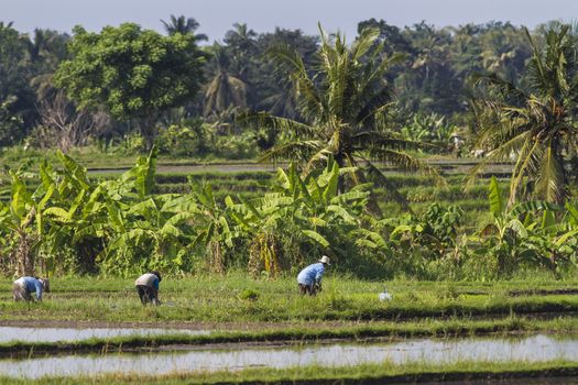 Rice Planting in Bali island, Indonesia.