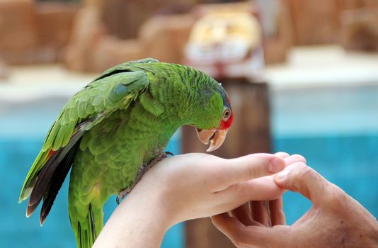 Large parrot eat food with hands image to the green parrot