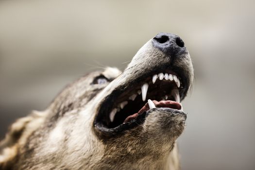 Wild dangerous gray wolf animal showing open mouth teeth