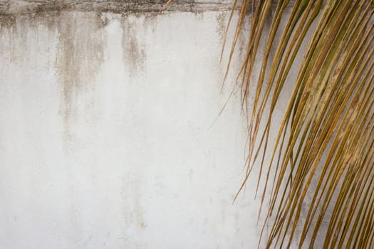 abstract grunge wall background with dry coconut leaf