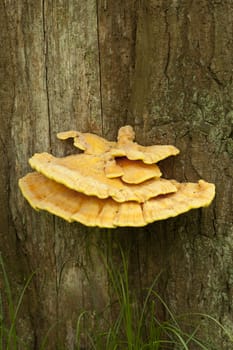 edible mushroom (Laetiporus sulphureus) grown on tree