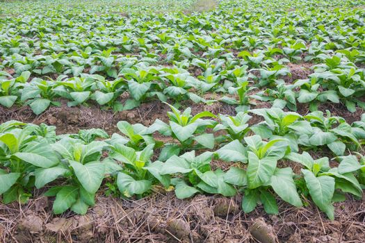 background of tobacco farm in morning, thailand