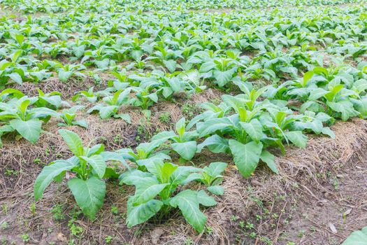 background of tobacco farm in morning, thailand