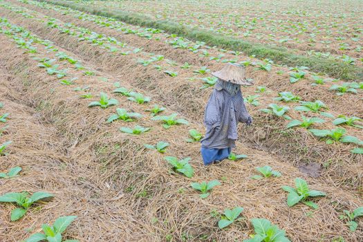 background of tobacco farm in morning, with thai scarecrow