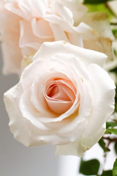 Beautiful bright pink rose blooming in garden