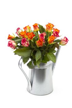 roses in a watering can on white background