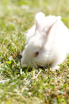 White bunny in green grass in the garden