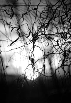 Tree branches on dramatic sunset sky - abstract photo