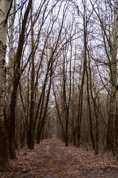 The deserted path in a leafless forest.