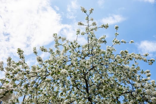 Blooming branches of the apple tree against the blue sky background.