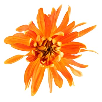 Chrysanthemum flower "Golden autumn" isolated on a white background