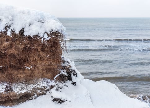 fragment of clay banks with roots in the Baltic Sea