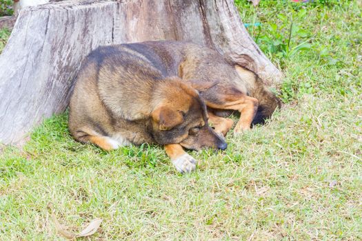 Thai dog sleep happily in grass yard at dead tree