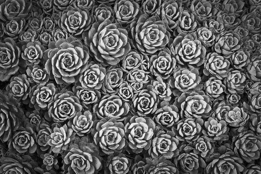 Overhead shot of common houseleek (lat. Sempervivum) succulent plants, also called liveforever and hen and chicks (Monochrome Image)