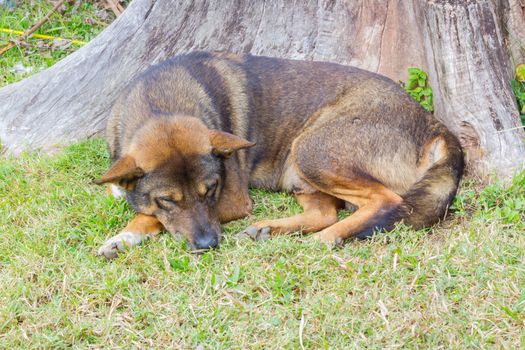 Thai dog sleep happily in grass yard at dead tree