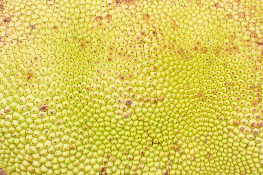 close-up jack fruit Texture, background