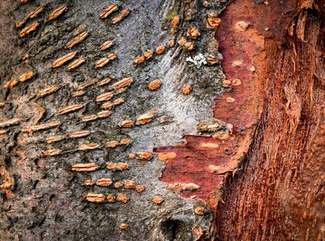 background or texture old peeled bark blackthorn