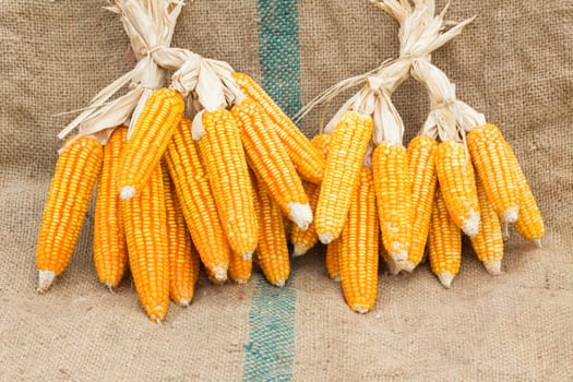 Ears of ripe corn on the gunnysack